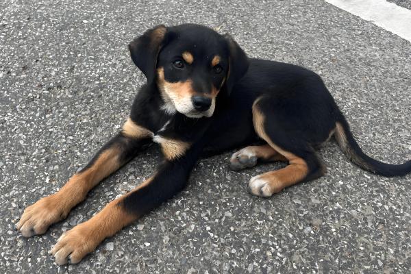 狗狗子宫蓄脓常见的诱发原因，可能是微生物感染所致