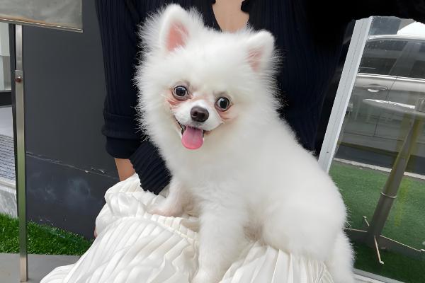 狗狗子宫蓄脓常见的诱发原因，可能是微生物感染所致