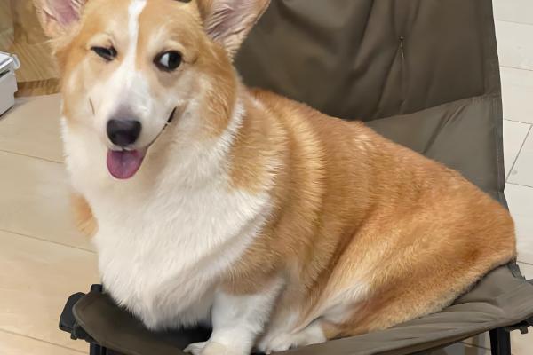 狗狗子宫蓄脓常见的诱发原因，可能是微生物感染所致