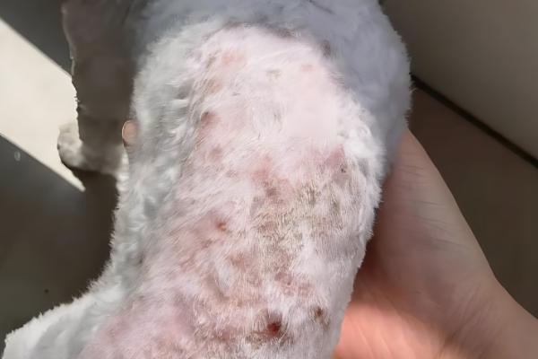 狗狗荨麻疹是什么，分为急性和慢性荨麻疹