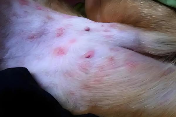 狗狗荨麻疹是什么，分为急性和慢性荨麻疹