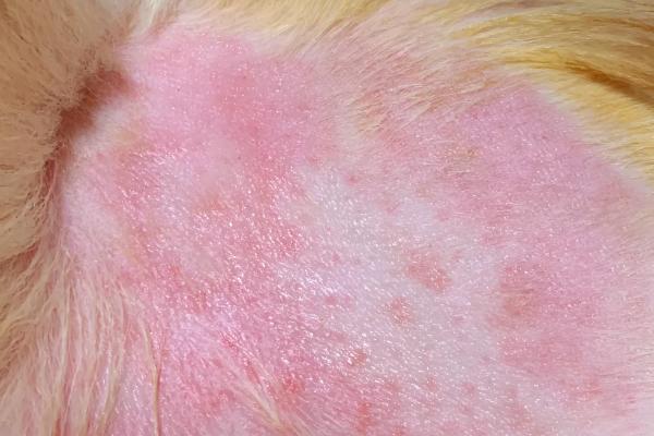 狗狗荨麻疹是什么，分为急性和慢性荨麻疹