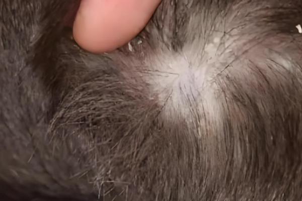 狗狗荨麻疹是什么，分为急性和慢性荨麻疹