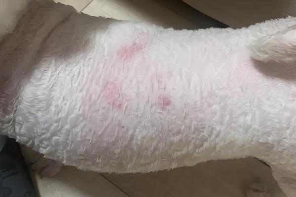 狗狗荨麻疹是什么，分为急性和慢性荨麻疹