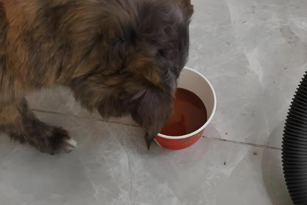 狗狗荨麻疹是什么，分为急性和慢性荨麻疹