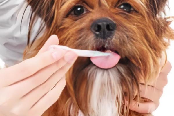 狗狗荨麻疹是什么，分为急性和慢性荨麻疹