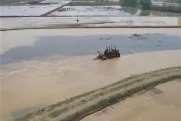 中稻的播种和收获时间，会受到种植地区的影响