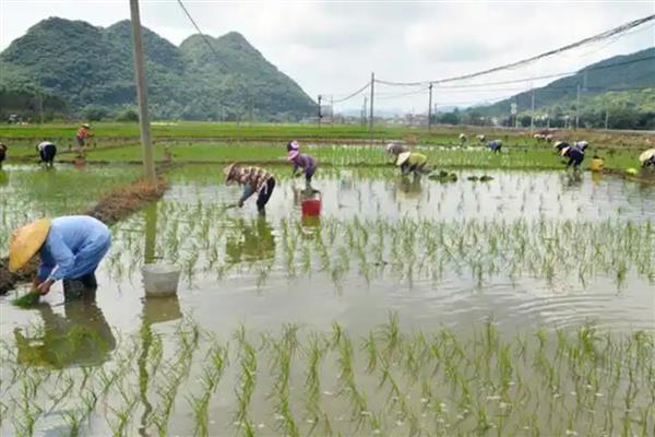 中稻的播种和收获时间，会受到种植地区的影响