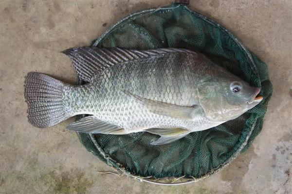 罗非鱼高温期间为何容易死亡，爆发链球菌病便容易致死