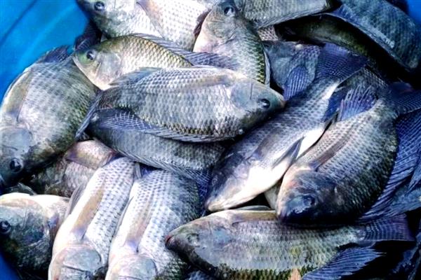 罗非鱼高温期间为何容易死亡，爆发链球菌病便容易致死