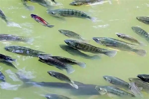 罗非鱼高温期间为何容易死亡，爆发链球菌病便容易致死