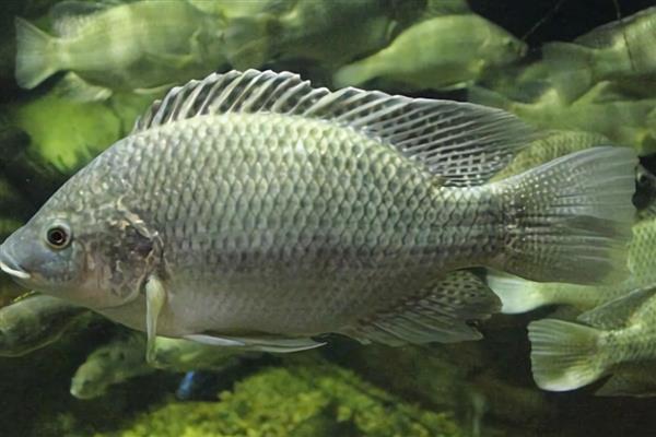 罗非鱼高温期间为何容易死亡，爆发链球菌病便容易致死