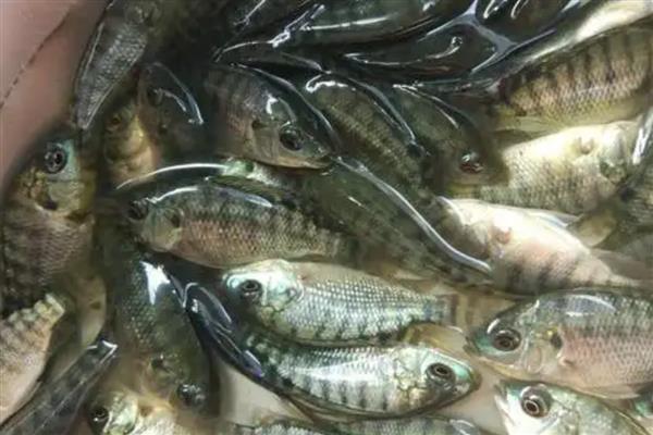 罗非鱼高温期间为何容易死亡，爆发链球菌病便容易致死