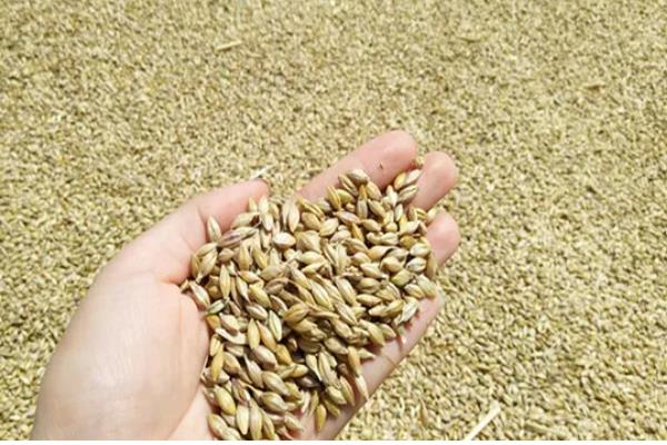 小麦种子哪个部位会产生二氧化碳，细胞质基质、线粒体均可产生