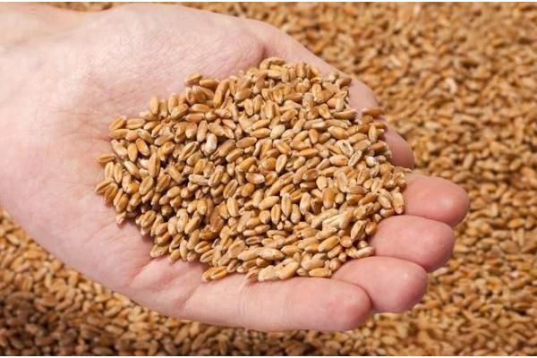 小麦种子哪个部位会产生二氧化碳，细胞质基质、线粒体均可产生