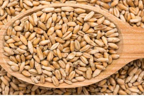 小麦种子哪个部位会产生二氧化碳，细胞质基质、线粒体均可产生