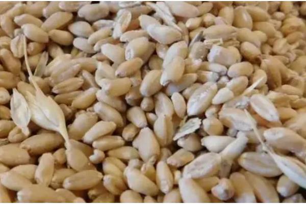 小麦种子哪个部位会产生二氧化碳，细胞质基质、线粒体均可产生