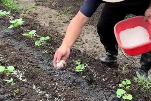 磷肥尿素复合肥有什么区别，养分、施肥特点都不同