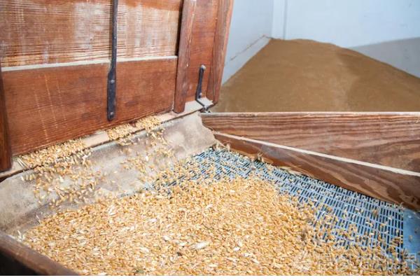 小麦种子哪个部位会产生二氧化碳，细胞质基质、线粒体均可产生