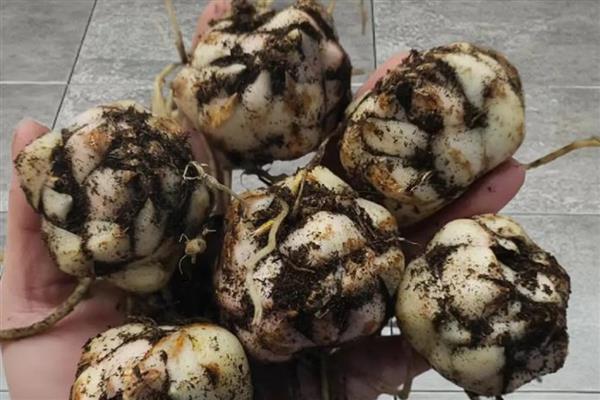 百合花的种球如何栽培，消毒后涂抹生根水再栽入土壤中