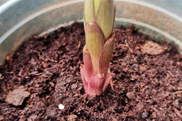 百合花的种球如何栽培，消毒后涂抹生根水再栽入土壤中