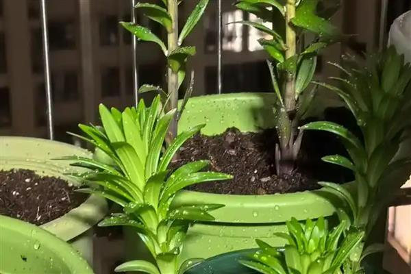 百合花的种球如何栽培，消毒后涂抹生根水再栽入土壤中