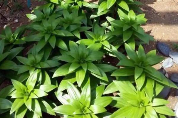 百合花的种球如何栽培，消毒后涂抹生根水再栽入土壤中