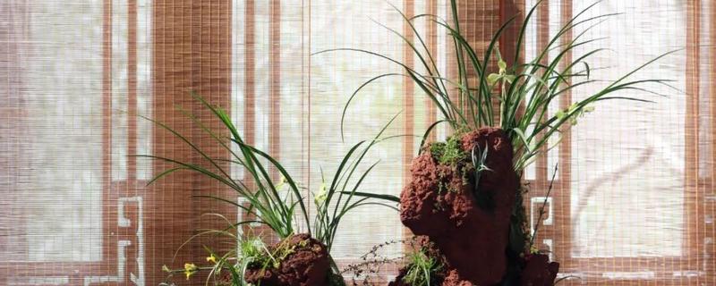 兰花无根能不能栽活，一般情况下是可以栽活的