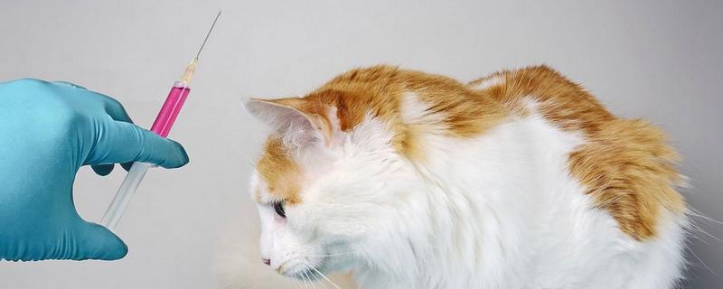 猫咪打疫苗和驱虫要间隔多久，至少要间隔一个星期