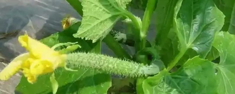 怎么防治黄瓜花打顶，喷施磷酸二氢钾可促进营养生长