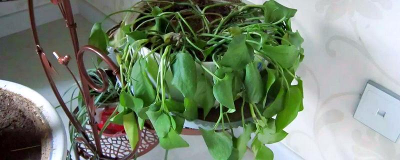 花卉萎蔫如何处理，过度浇水要翻松土壤并通风