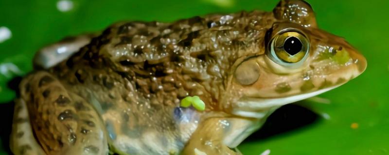 虎纹蛙的天敌，通常有蛇等动物