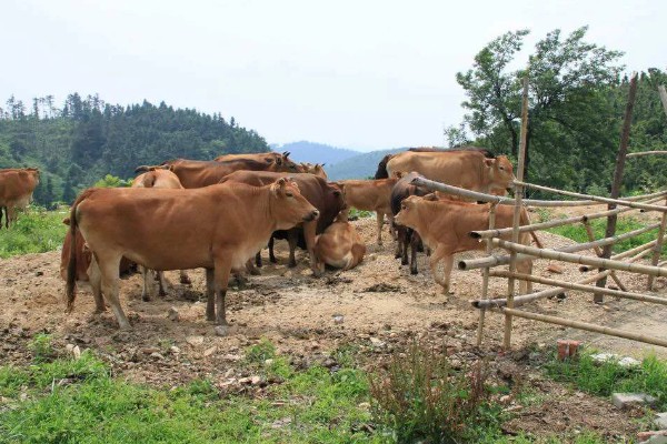 黄牛出栏要多久，黄牛出栏时间与养殖模式、品种有关