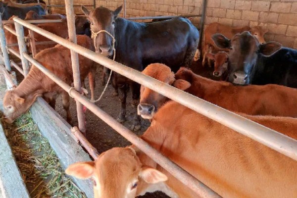 黄牛出栏要多久，黄牛出栏时间与养殖模式、品种有关