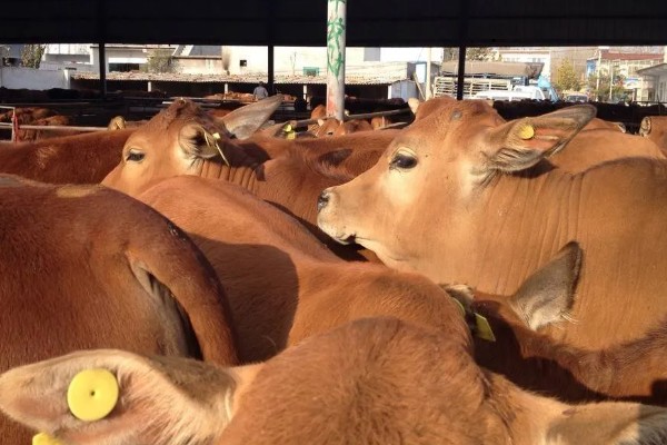 黄牛出栏要多久，黄牛出栏时间与养殖模式、品种有关