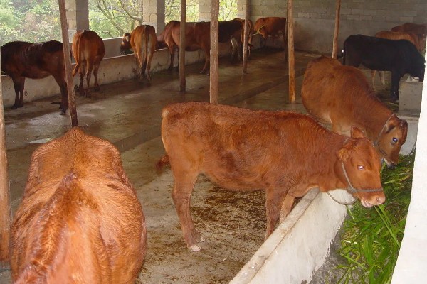 黄牛出栏要多久，黄牛出栏时间与养殖模式、品种有关