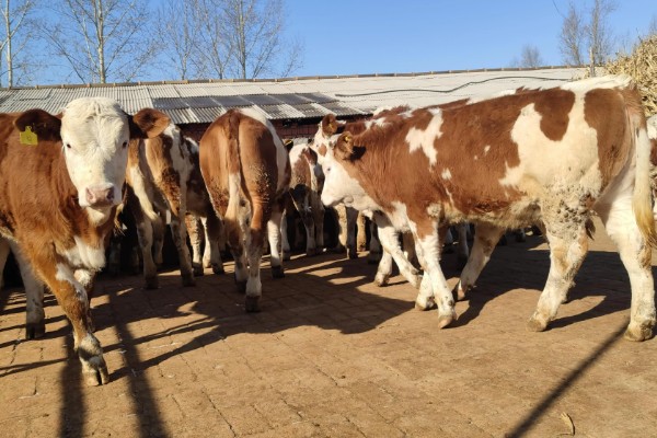 黄牛出栏要多久，黄牛出栏时间与养殖模式、品种有关