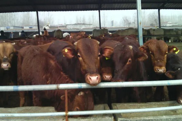 黄牛出栏要多久，黄牛出栏时间与养殖模式、品种有关