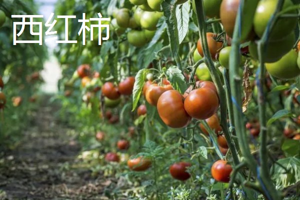 春天适合种什么蔬菜，丝瓜、大葱、辣椒等品种都可以选择