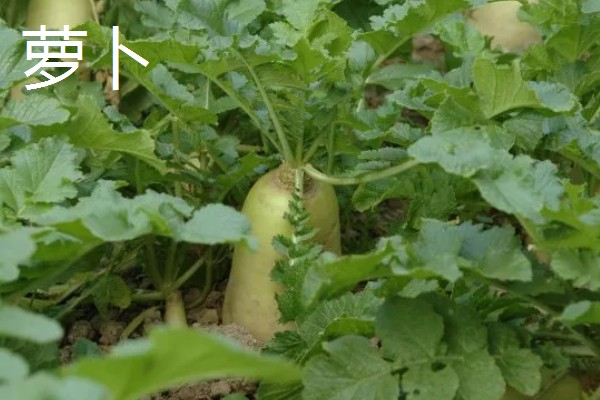 春天适合种什么蔬菜，丝瓜、大葱、辣椒等品种都可以选择