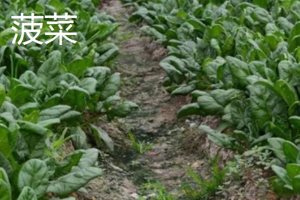 春天适合种什么蔬菜，丝瓜、大葱、辣椒等品种都可以选择