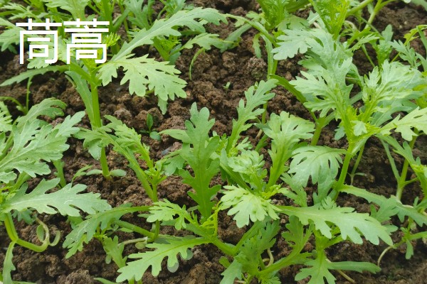 春天适合种什么蔬菜，丝瓜、大葱、辣椒等品种都可以选择