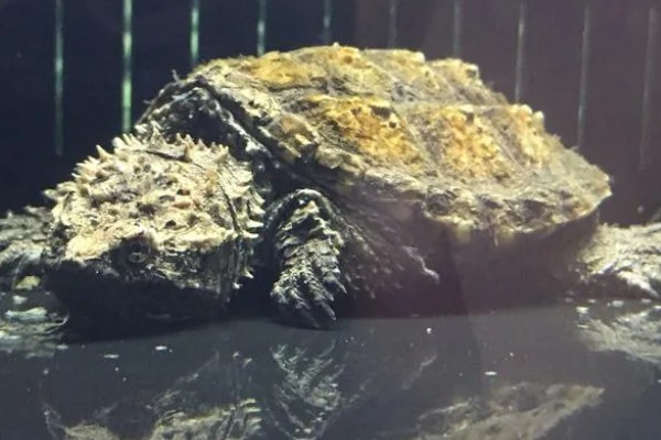 鳄龟的适宜水深，水位高度为背甲高度的2-3倍