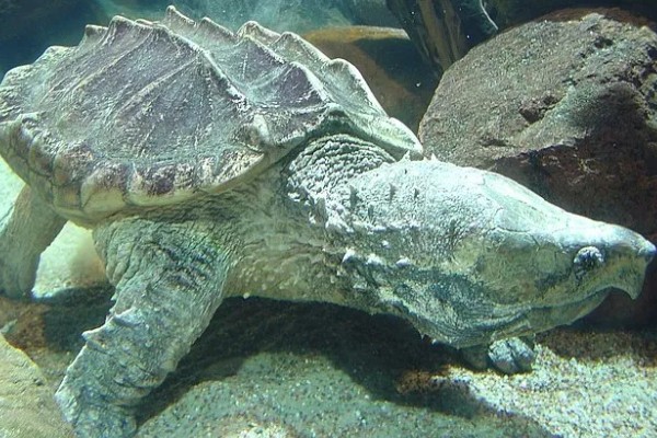 鳄龟的适宜水深，水位高度为背甲高度的2-3倍