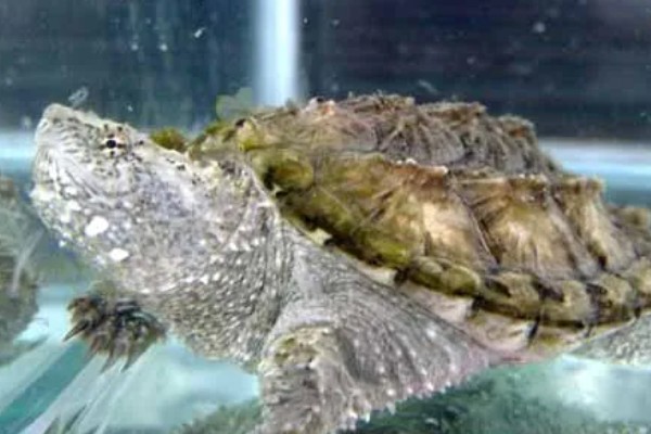 鳄龟的适宜水深，水位高度为背甲高度的2-3倍