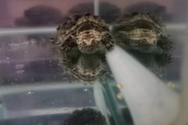 鳄龟的适宜水深，水位高度为背甲高度的2-3倍