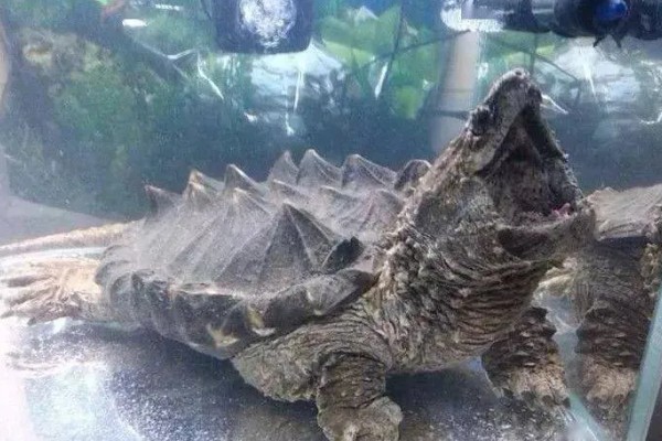 鳄龟的适宜水深，水位高度为背甲高度的2-3倍