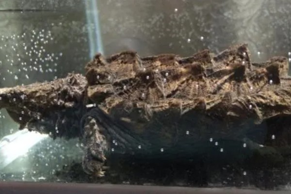 鳄龟的适宜水深，水位高度为背甲高度的2-3倍