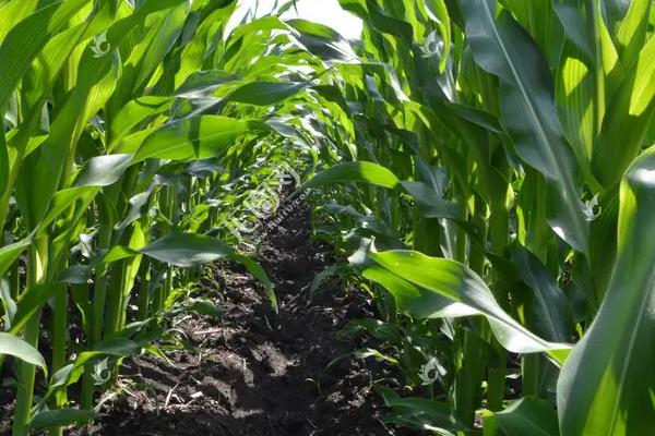 谷丰玉888玉米品种的特性，生育期春季平均123天