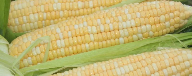 联农124玉米品种的特性，密度5500～6000株/亩